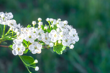Branch of white flowers on blooming Crataegus monogyna tree