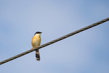 Portrait of Ashy Prinia (Prinia socialis) captured while sitting on a powerline with blue and clear sky in the background