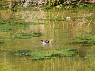 Close up shot of the American avocet