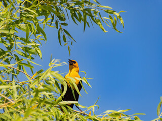 Close up of a cute Yellow-headed blackbird