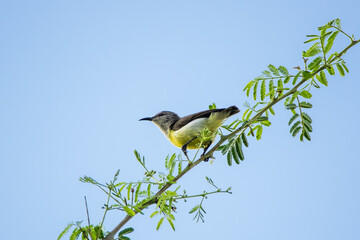 Purple rumped sunbird (Leptocoma zeylonica) captured while walking along a twig