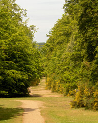 Obraz premium Forest trail leading away with gorse bushes lalong the trees