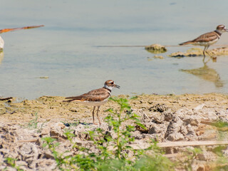 Close up of a cute Plover