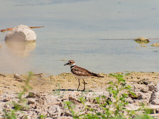 Close up of a cute Plover