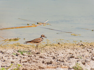 Close up of a cute Plover