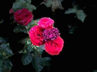 schwarzer Hintergrund Rose rot