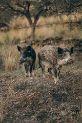 A herd of sheep standing on top of a dry grass field