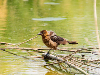Close up shot of a Great tailed Grackle resting near a pond