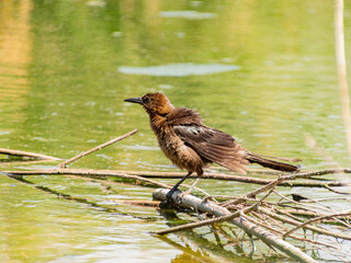 Close up shot of a Great tailed Grackle resting near a pond