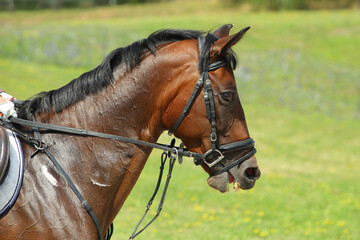 Naklejka na ściany i meble Equestrian sport. Portrait sports gray stallion in the bridle. Dressage horse