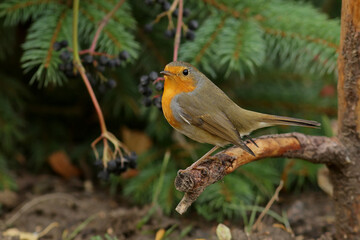 robin on branch