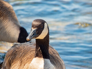 Close up of Canada goose swimming in a pond