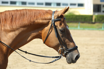 Equestrian sport. Portrait sports gray stallion in the bridle. Dressage horse