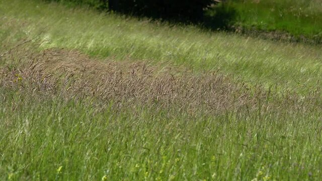 Field of grass in summer wind - (4K)