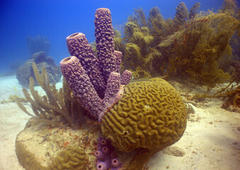 coral reef caribbean sea Venezuela © gustavo