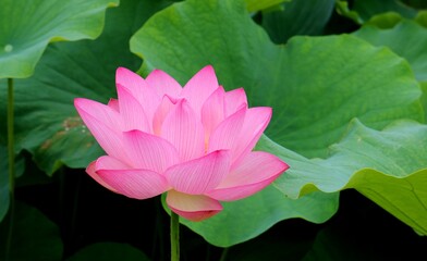 花　蓮　大賀ハス　癒し　風景