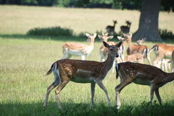 Fawn deer at Holkham Hall's country park, Norfolk, UK