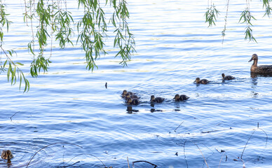 Wild Mallard duck with little ducklings swims in lake