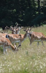 Fawn deer at Holkham Hall's country park, Norfolk, UK