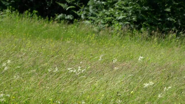 Field of grass in summer wind - (4K)