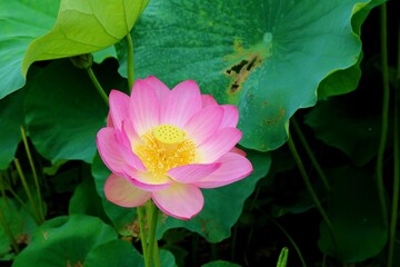 花　はす　厳か　大賀ハス　池　風景