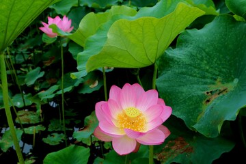 花　はす　厳か　大賀ハス　池　風景