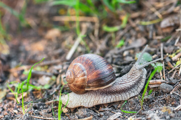 Garden snail crawling on ground in summer forest side view, selective focus