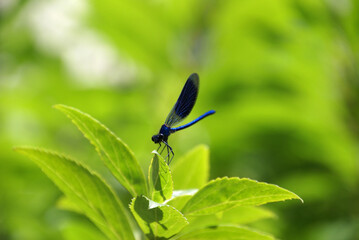 Gebänderte Prachtlibelle 2020060 Calopteryx splendens