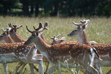Obraz premium Fawn deer at Holkham Hall's country park, Norfolk, UK
