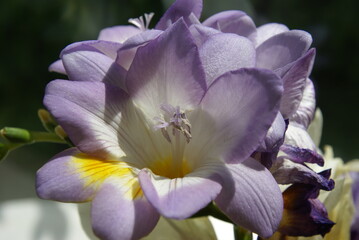 Freesie lila violett 2020073 Freesia solo