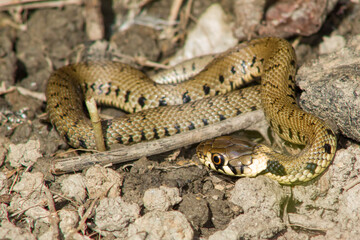 close up of a grass snake