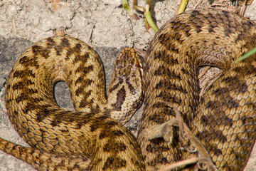 adder close-up