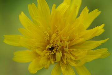 Rauher Löwenzahn Steifhaariger Löwenzahn 2020064 Leontodon hispidus