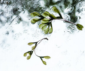 Maple seeds on wet windshield,  looking through window
