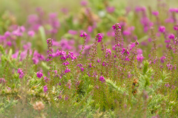 pink flowers in the field