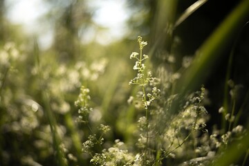 spring green wild grass isolated