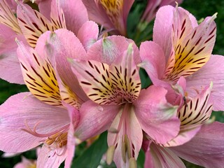 Pink, yellow, brown flowers with many petals overlapping.