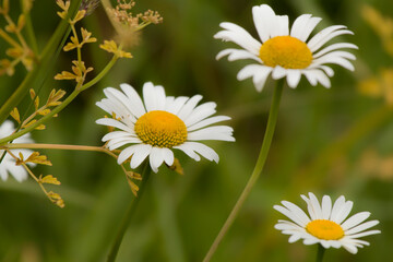 daisies in a field