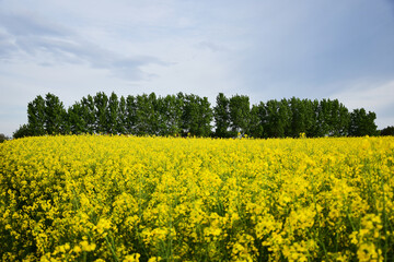 Rapeseed field in spring. Canola flowers