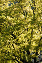 Un roble iluminado por la luz del sol.