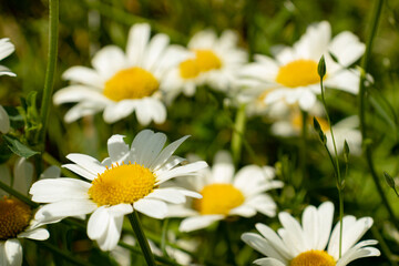 Fototapeta premium Field camomiles close-up on a natural background