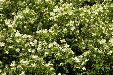 Flowering bush of white odorous jasmine