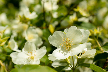 Obraz na płótnie Canvas Beautiful white jasmine closeup for background - useful medicinal plant