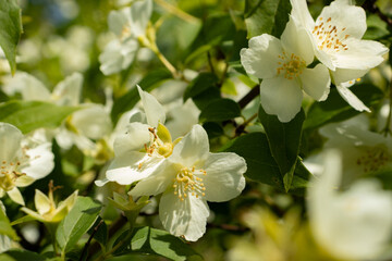 Beautiful white jasmine closeup for background - useful medicinal plant