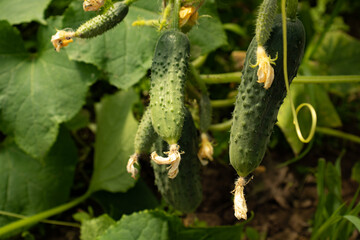 Fresh cucumbers on a branch - growing crops in a greenhouse in a home garden