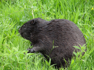  Wild beaver in natural habitat of river Wuhle close to the city of Berlin        