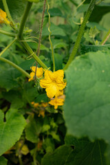 Flowering cucumber bush in a greenhouse - home garden, greenhouse cultivation of agricultural crops