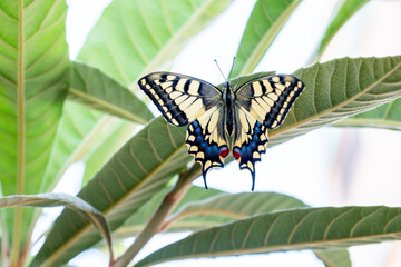 Beautiful butterfly on some plant leaf