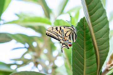 Beautiful butterfly on some plant leaf