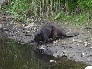  Wild beaver in natural habitat of river Wuhle close to the city of Berlin        